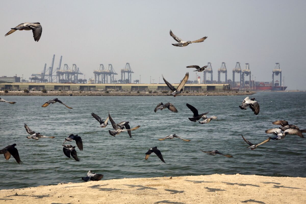 Seagulls fly across from the Red Sea port city of Jidda, Saudi Arabia.