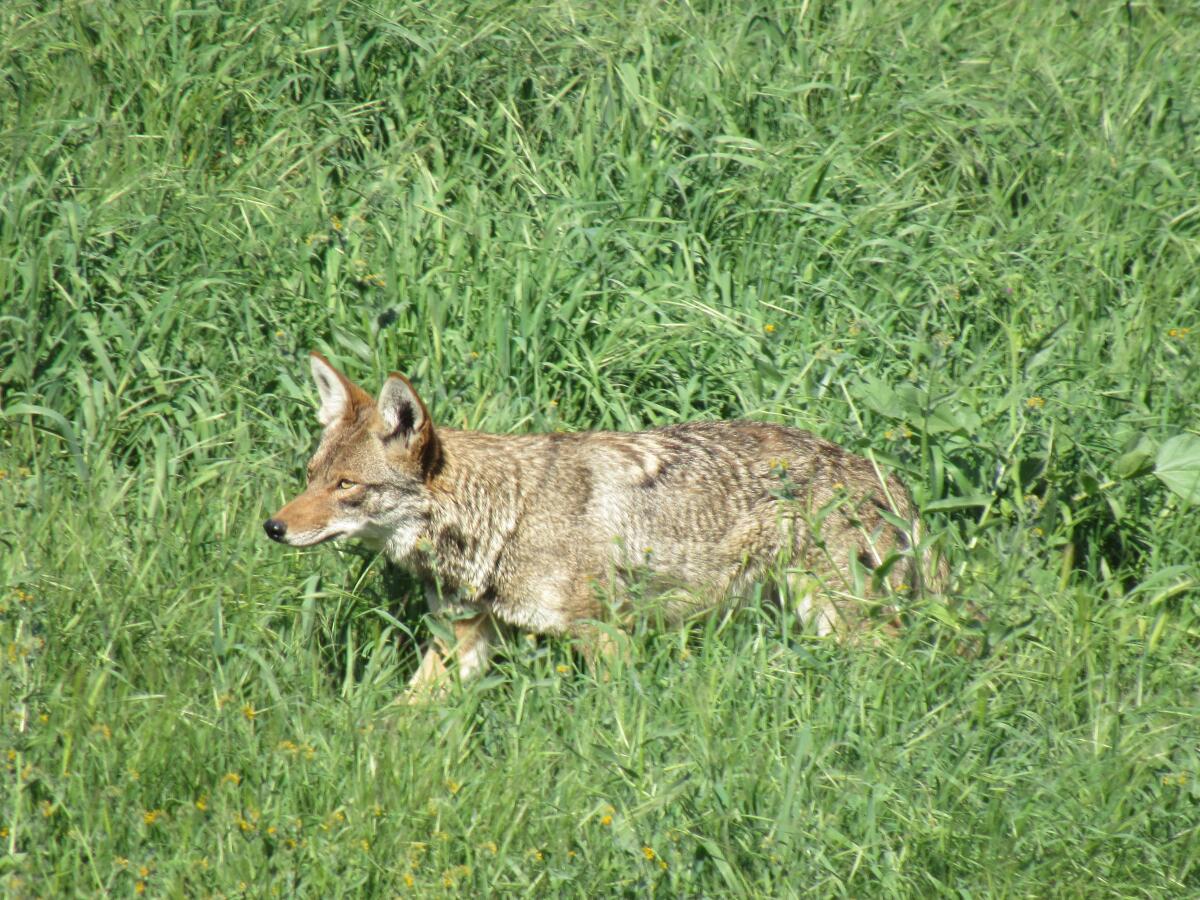 A coyote walks in the empty field in El Cajon where a distribution warehouse center may be built.
