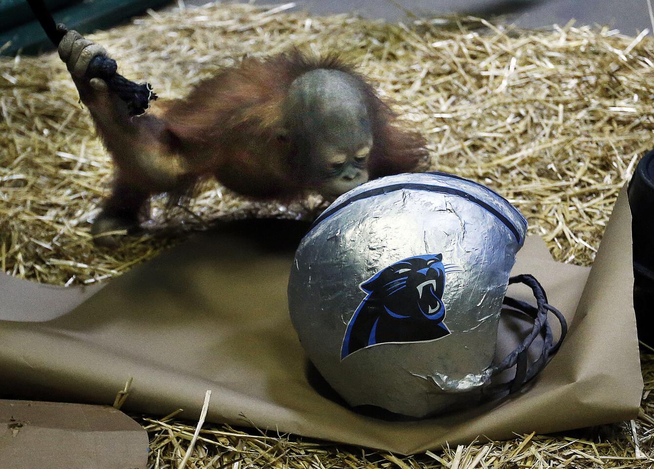 APphoto_Super Bowl -Prognosticating Ape