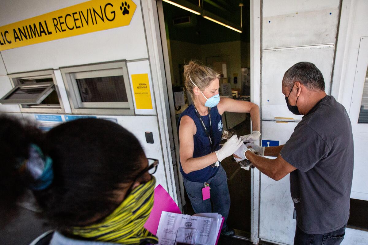 A man brings kittens to the Los Angeles Animal Services shelter.