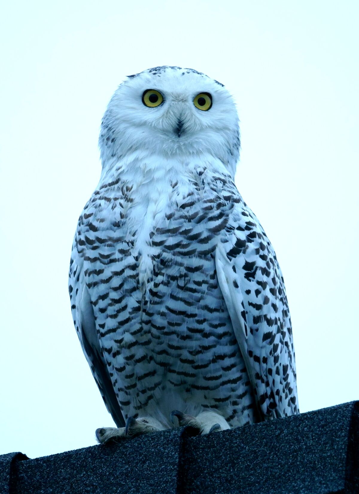 A snowy owl perches on a roof