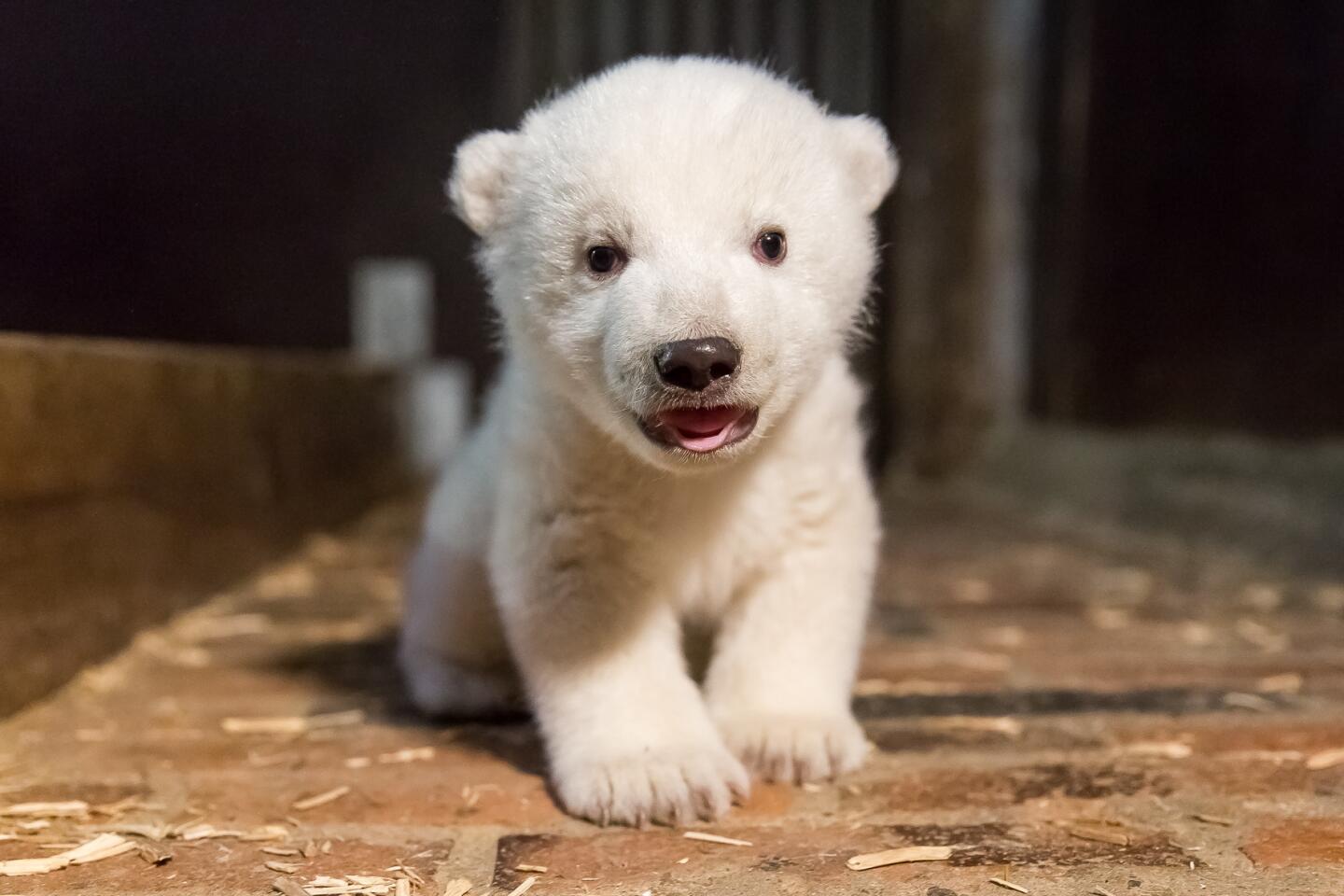 A polar bear cub born Nov. 3, 2016, meets the press at the Tierpark Berlin (Berlin zoo) on Jan. 13, 2017