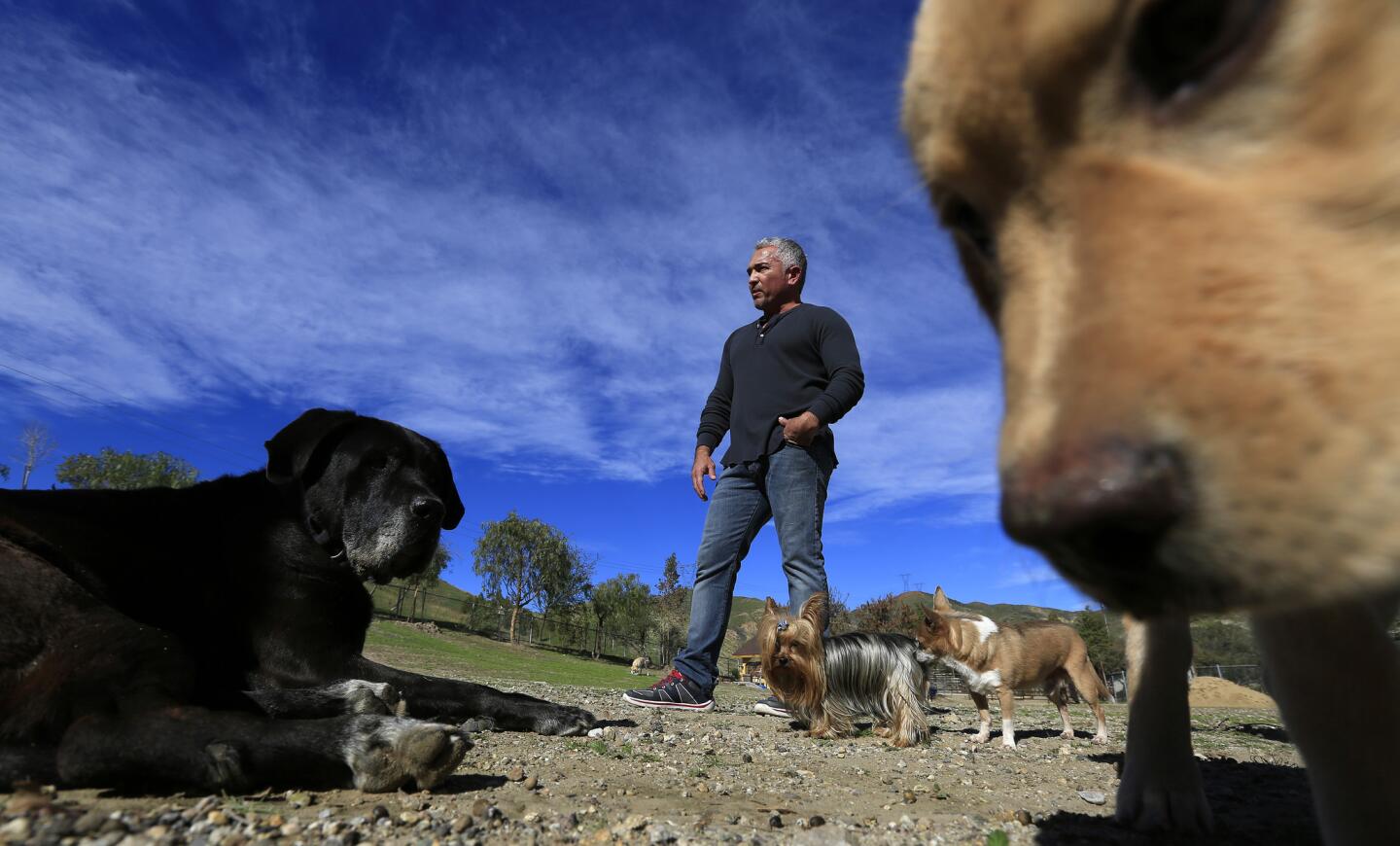 Cesar Millan and a canine contingent at his 40-acre Dog Psychology Center in Santa Clarita in January.