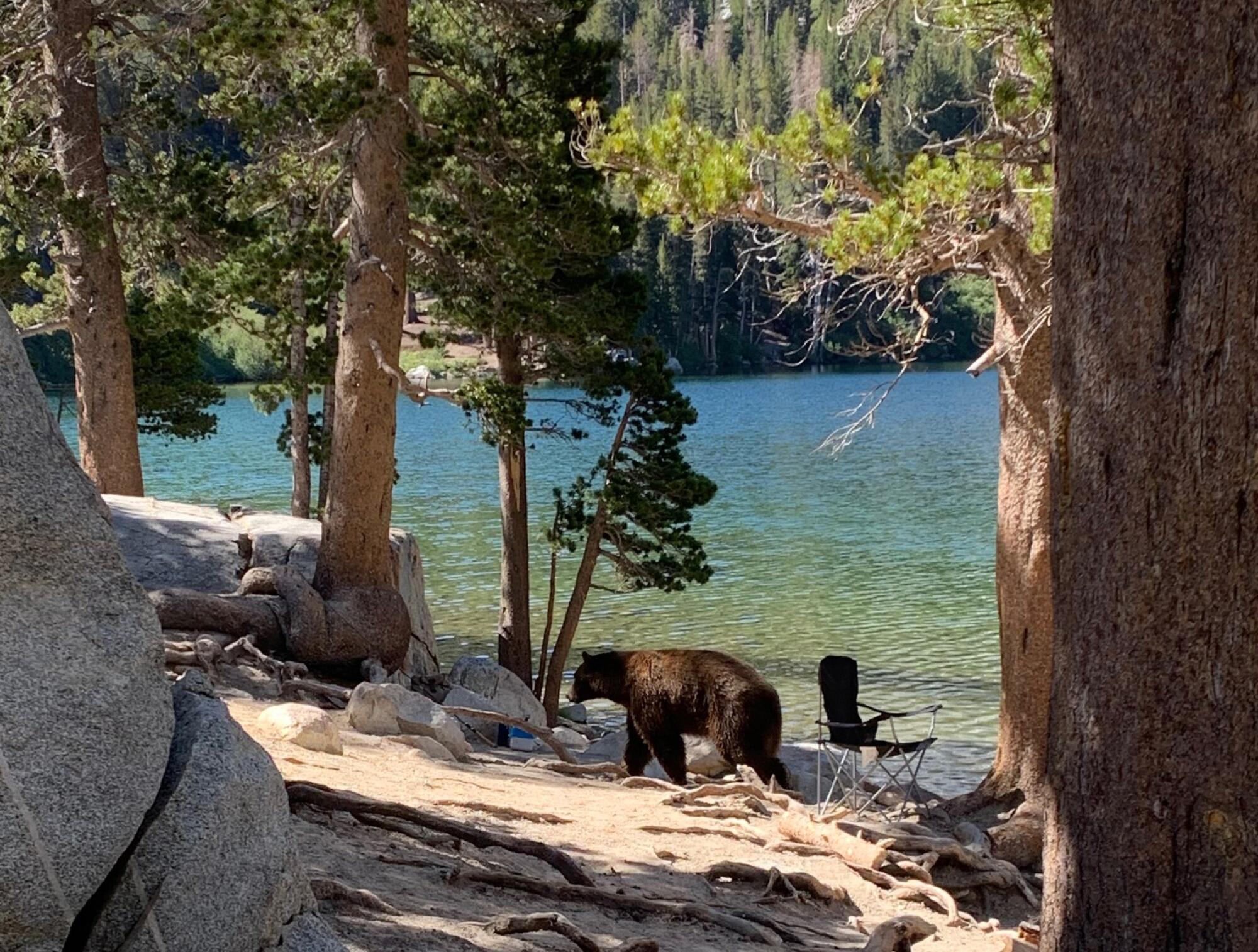 A 500-pound bear, nicknamed Victor, walks in a Mammoth Lakes campground.