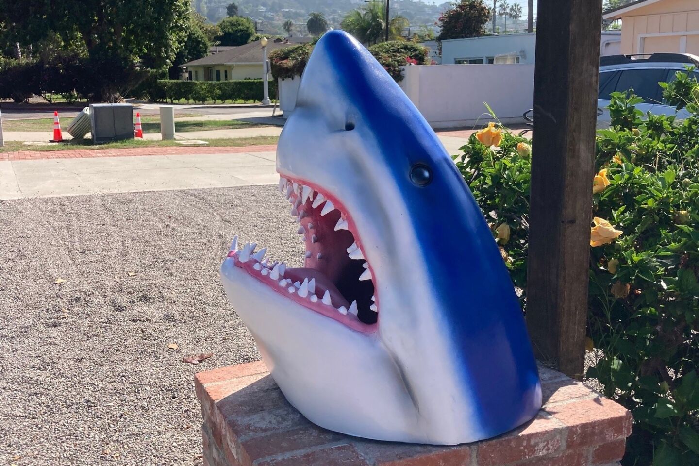 Chris Cott shark sculpture.jpg