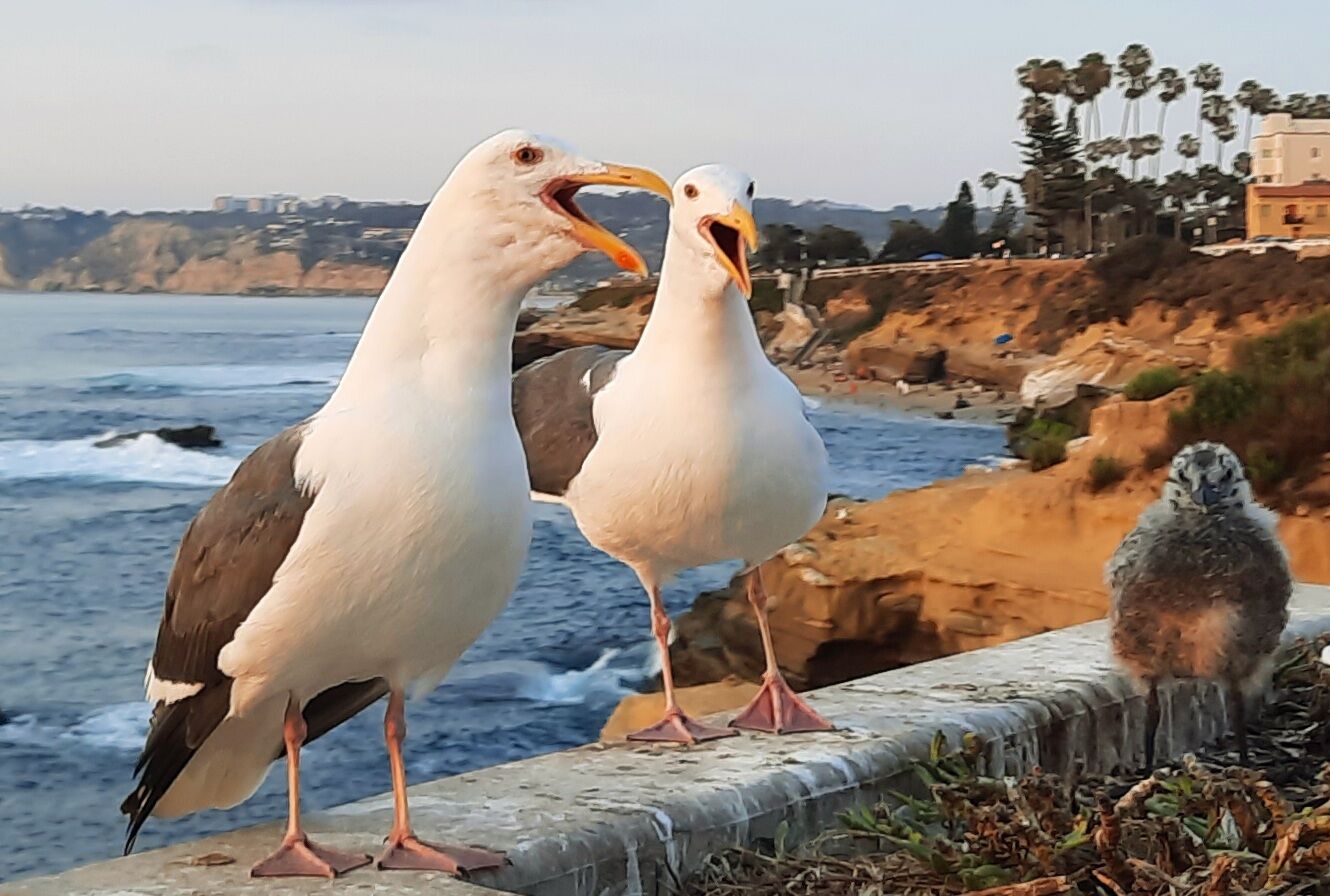 Barry Alman seagulls.jpg