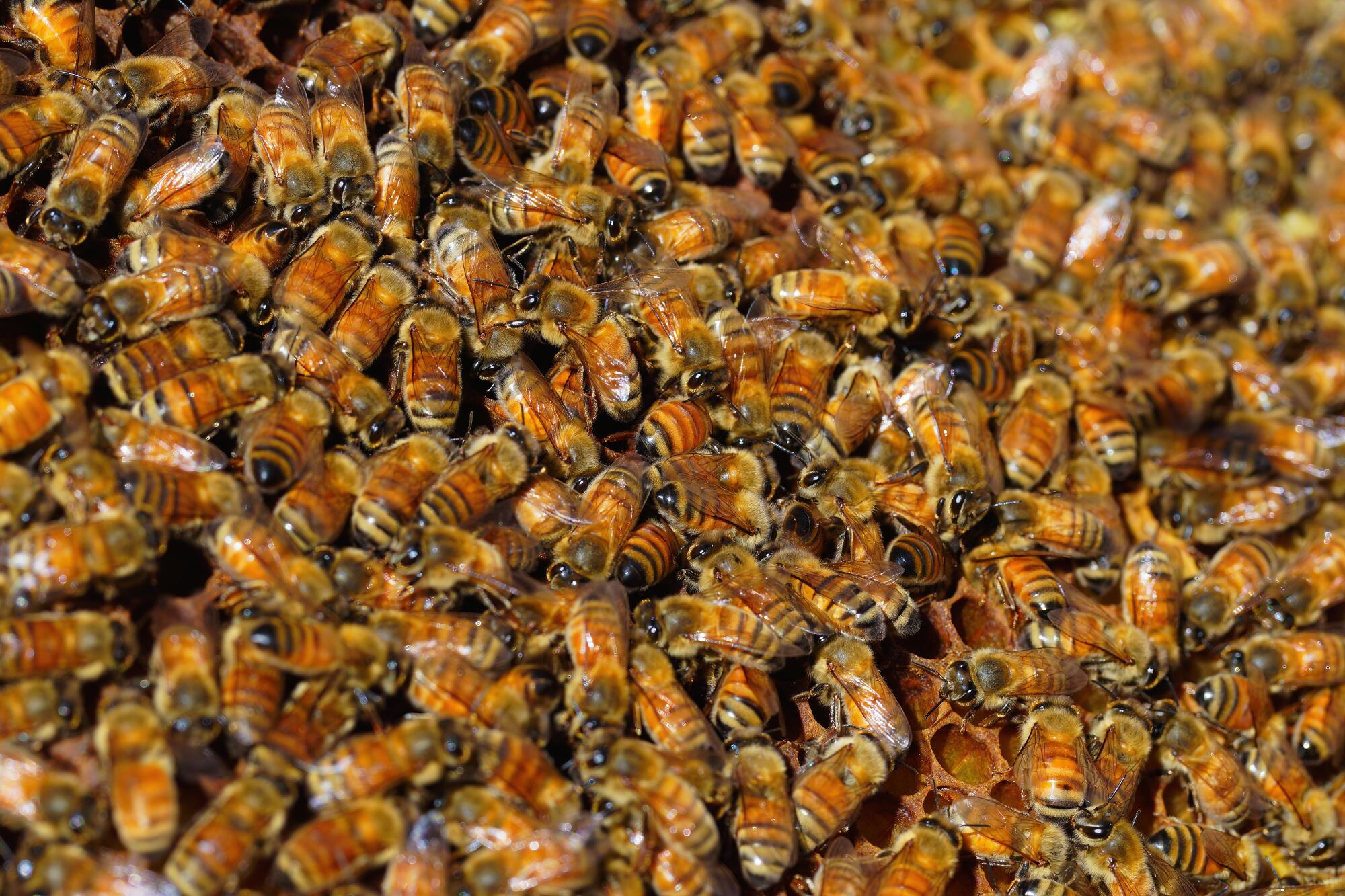Pierde CDMX colmenas de abejas por crecimiento urbano - El Sol de México