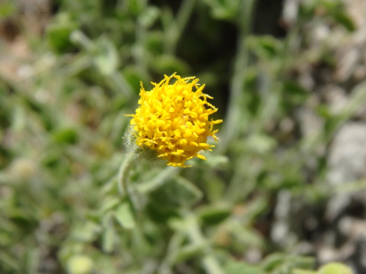 An extreme closeup of a small yellow flower.