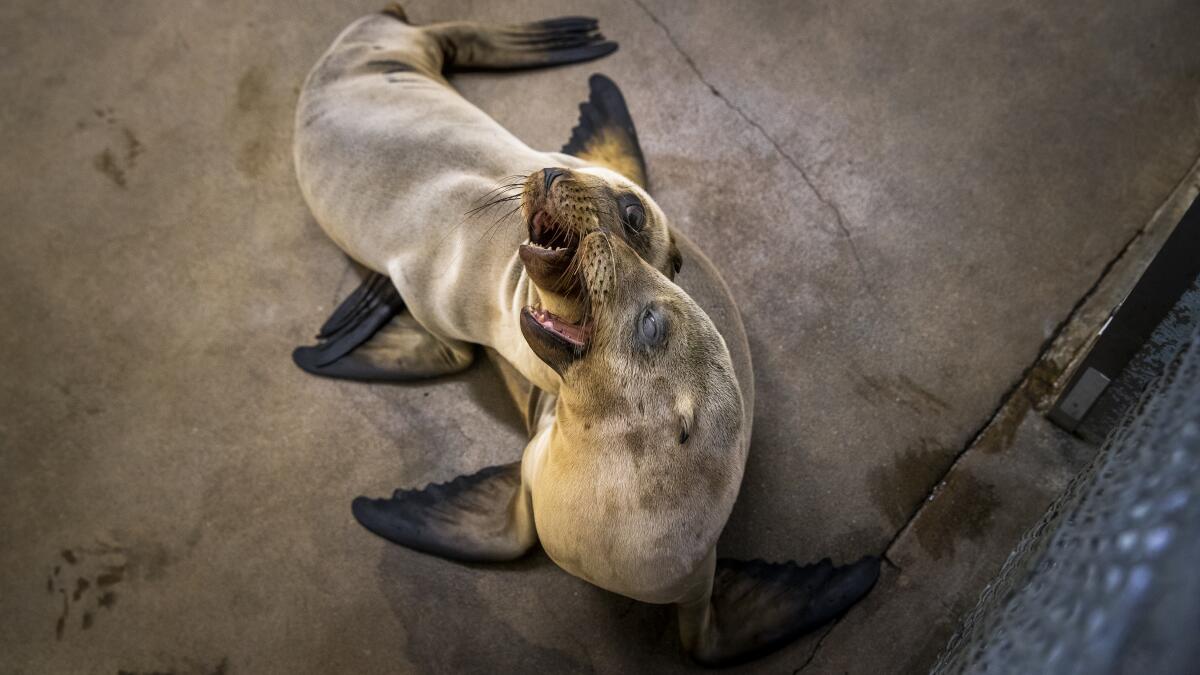 Entangled sea lions being helped on the Central Coast