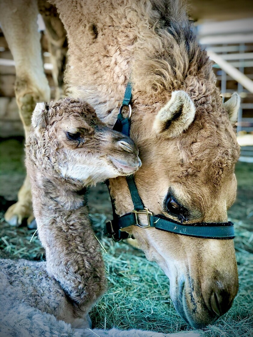 Eve, a just born female camel, is sure to be a big hit with Oasis Camel Dairy in real life and on Zoom.