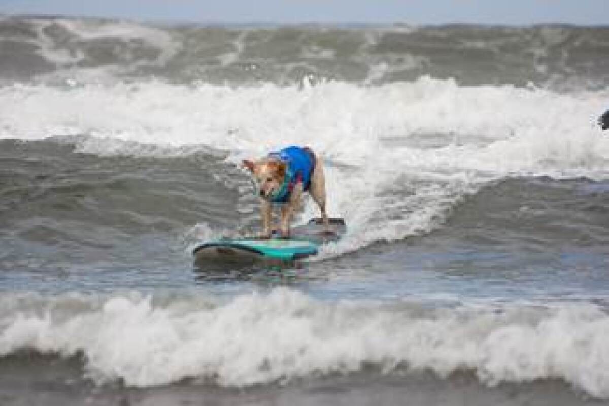 Dog surf a thon