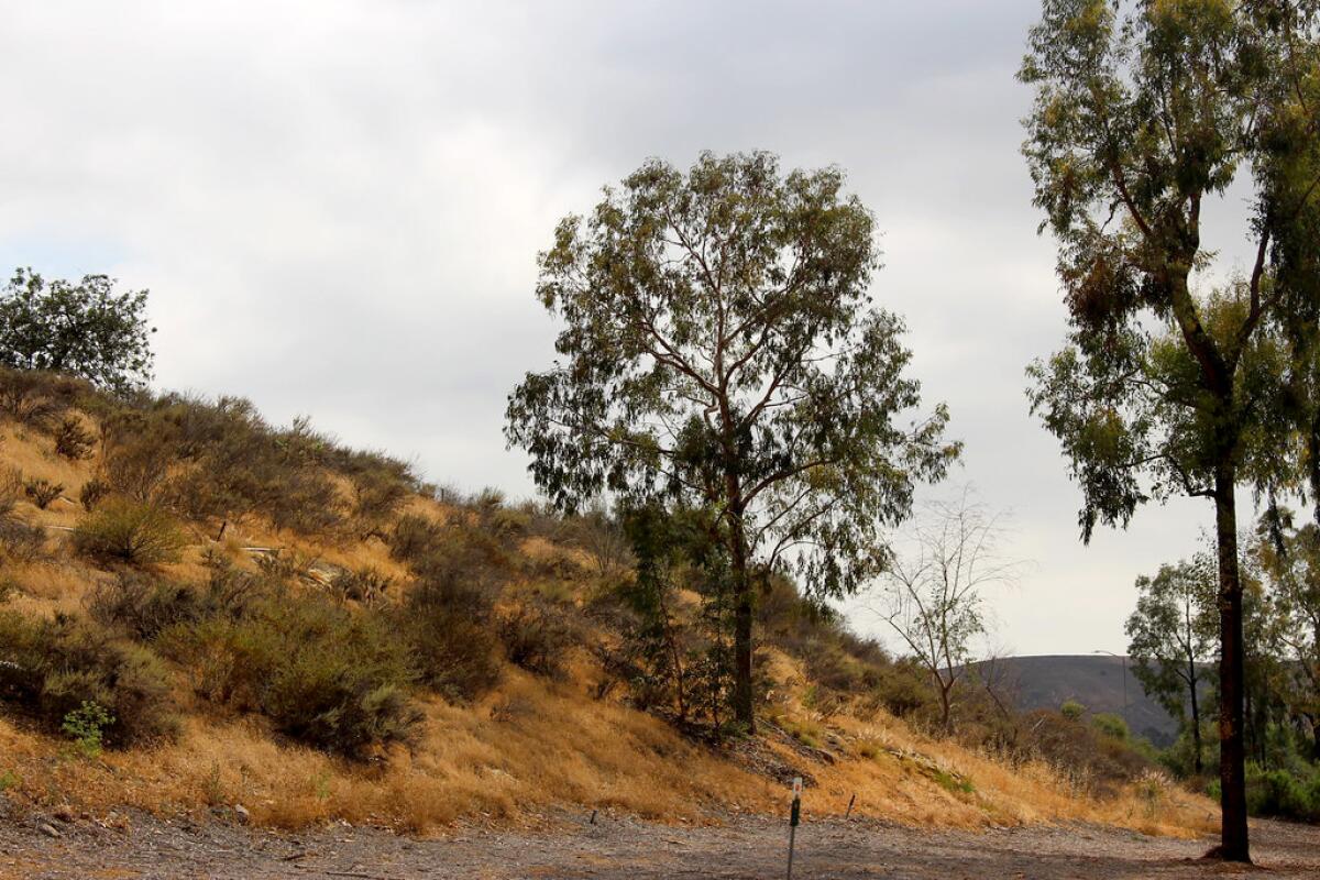 Trees and dry grass on a small hill 