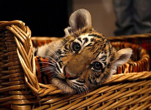 The Ussuri tiger cub given to Russian Prime Minister Vladimir Putin for his October 7 birthday is introduced to the press at Putin's residence in Novo-Ogaryovo, Russia, early yesterday.