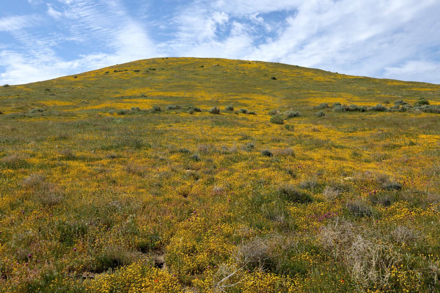 California Poppy Reserve in the Antelope Valley
