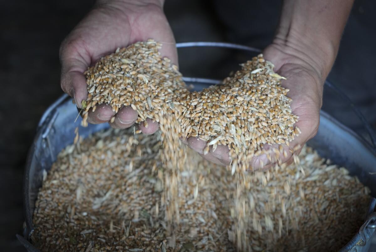 A farmer shows his grain, letting it pour from his hands into a bucket.  