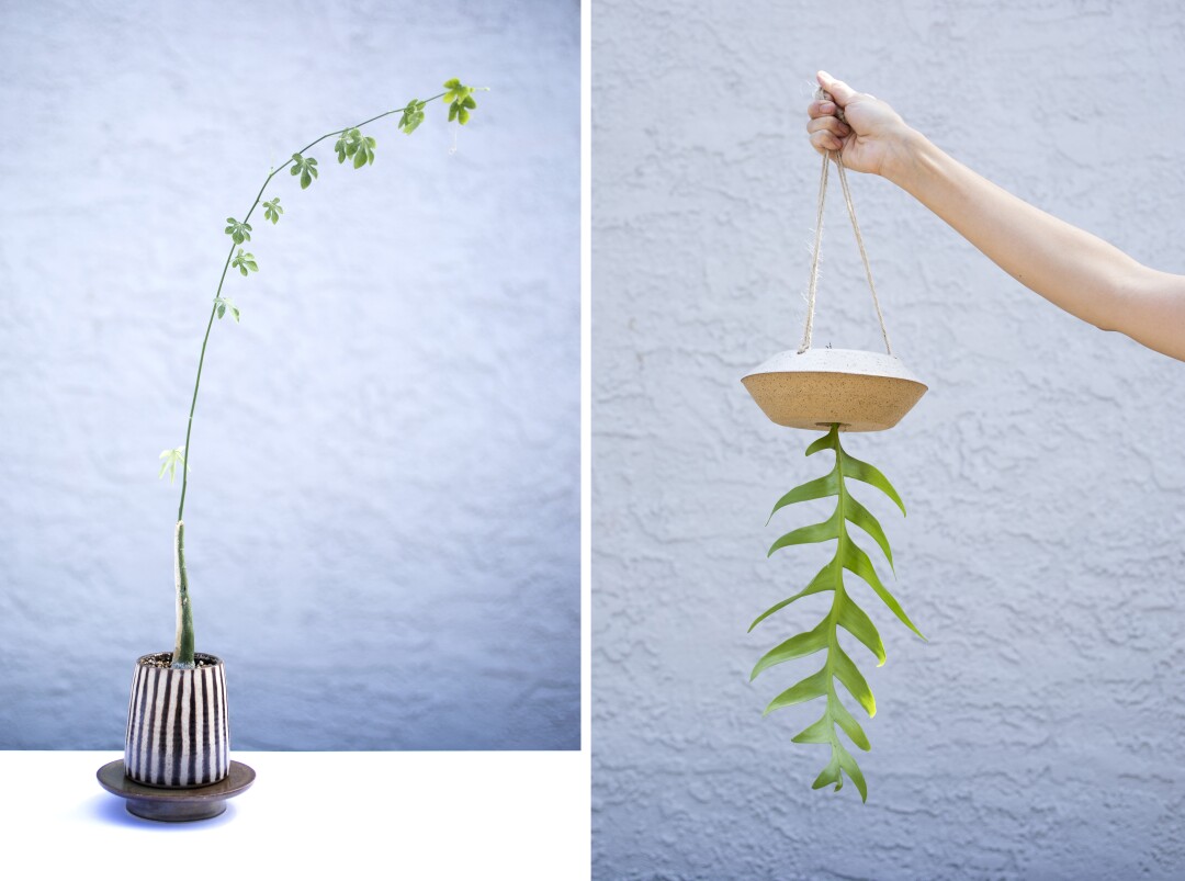 A planter with vertical stripes and a tall skinny plant, left, and a UFO-shaped planter with a plant coming out the bottom