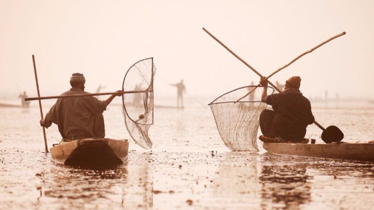 Kashmiri fishermen in India use their nets to catch fish in the waters of the Anchar Lake on a cold day in Srinagar on Dec. 20, 2016.