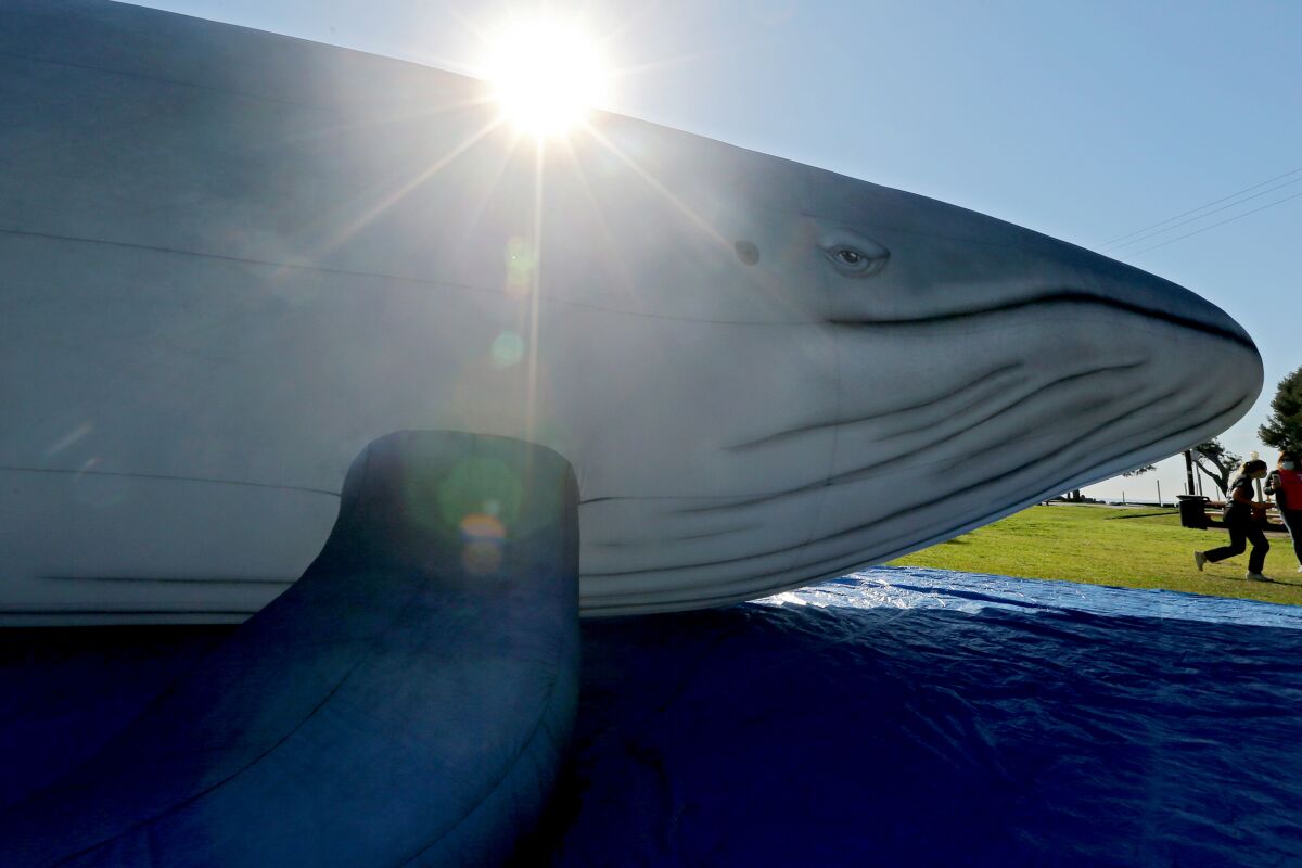 An inflatable blue whale.