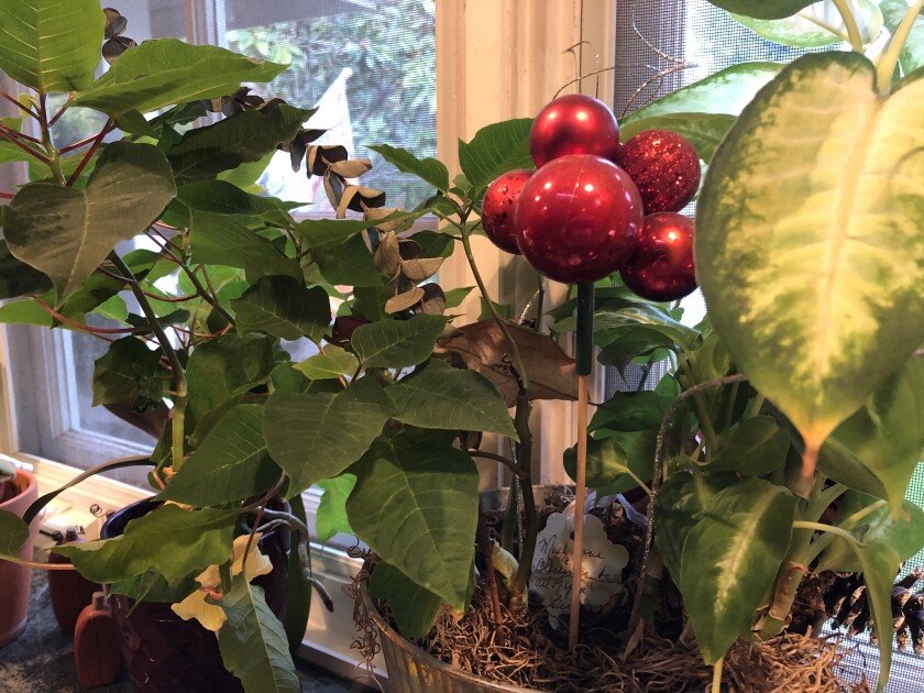 The plant survives, a year after Posh's death.