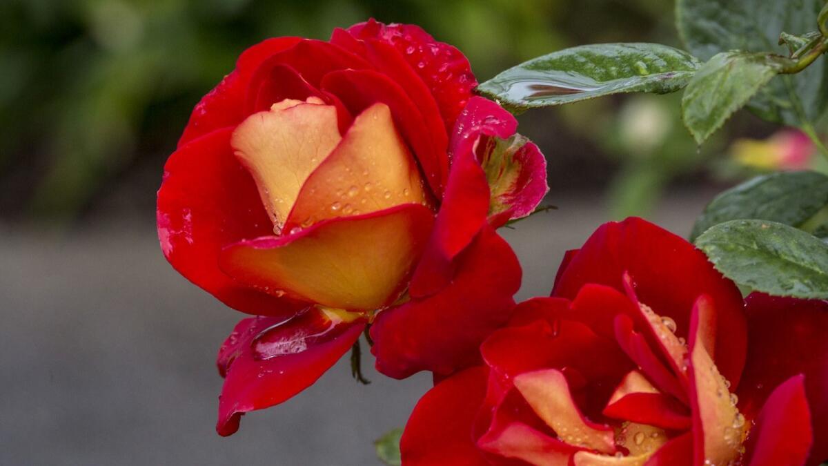 If you want roses as lovely as these Ketchup and Mustard roses at the Huntington Library Rose Gardens, you need to start preparing now with pruning and maintenance.