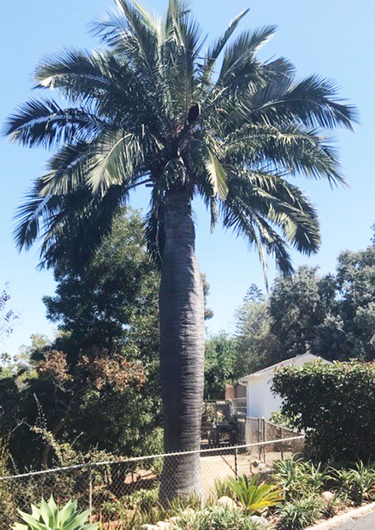 This Chilean wine palm in Carol Mulcahy’s front yard, pictured when it was healthy, was possibly planted by Kate Sessions.