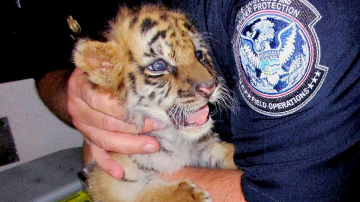 A U.S. Customs and Border Protection agent holds a male tiger cub that was confiscated at a U.S. border crossing in August. The cub, now much larger than in this photo, has undergone emergency surgery to fix internal problems he probably had before being rescued.
