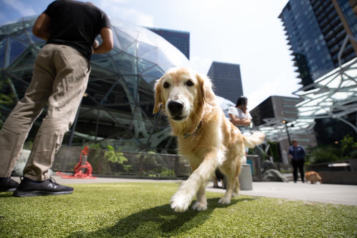 A dog enjoys being outside in the dog park adjacent to the Amazon Spheres in the South Lake Union neighborhood of Seattle.