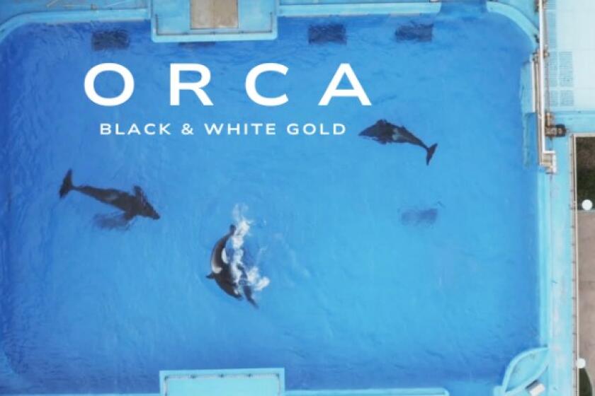 "Orca: Black & White Gold" is one of the films that will be shown in La Jolla during the Blue Water Film Festival.