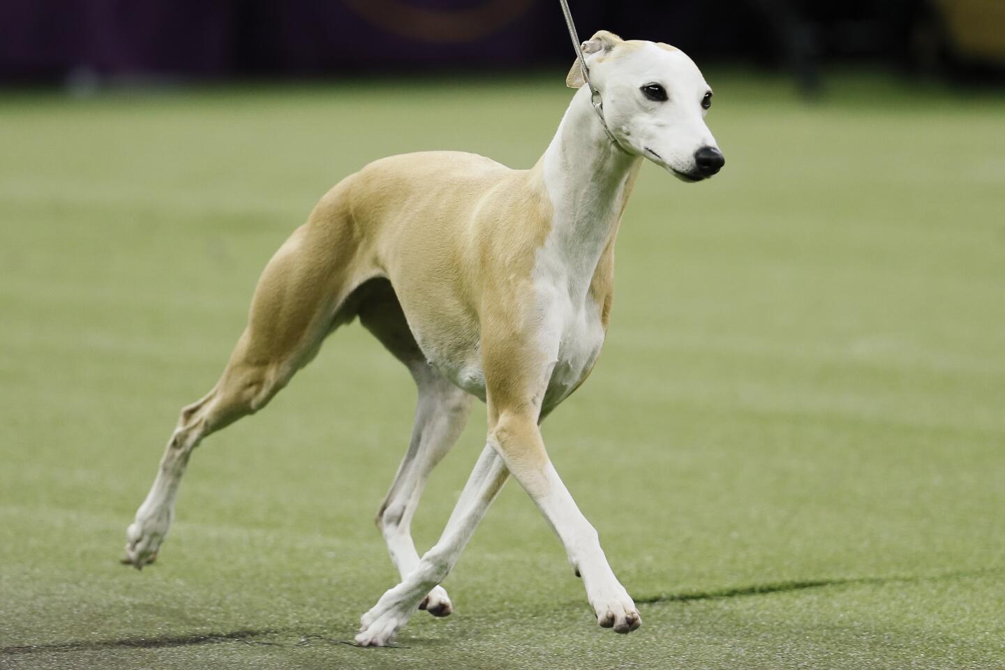 Bourbon the whippet finished second.
