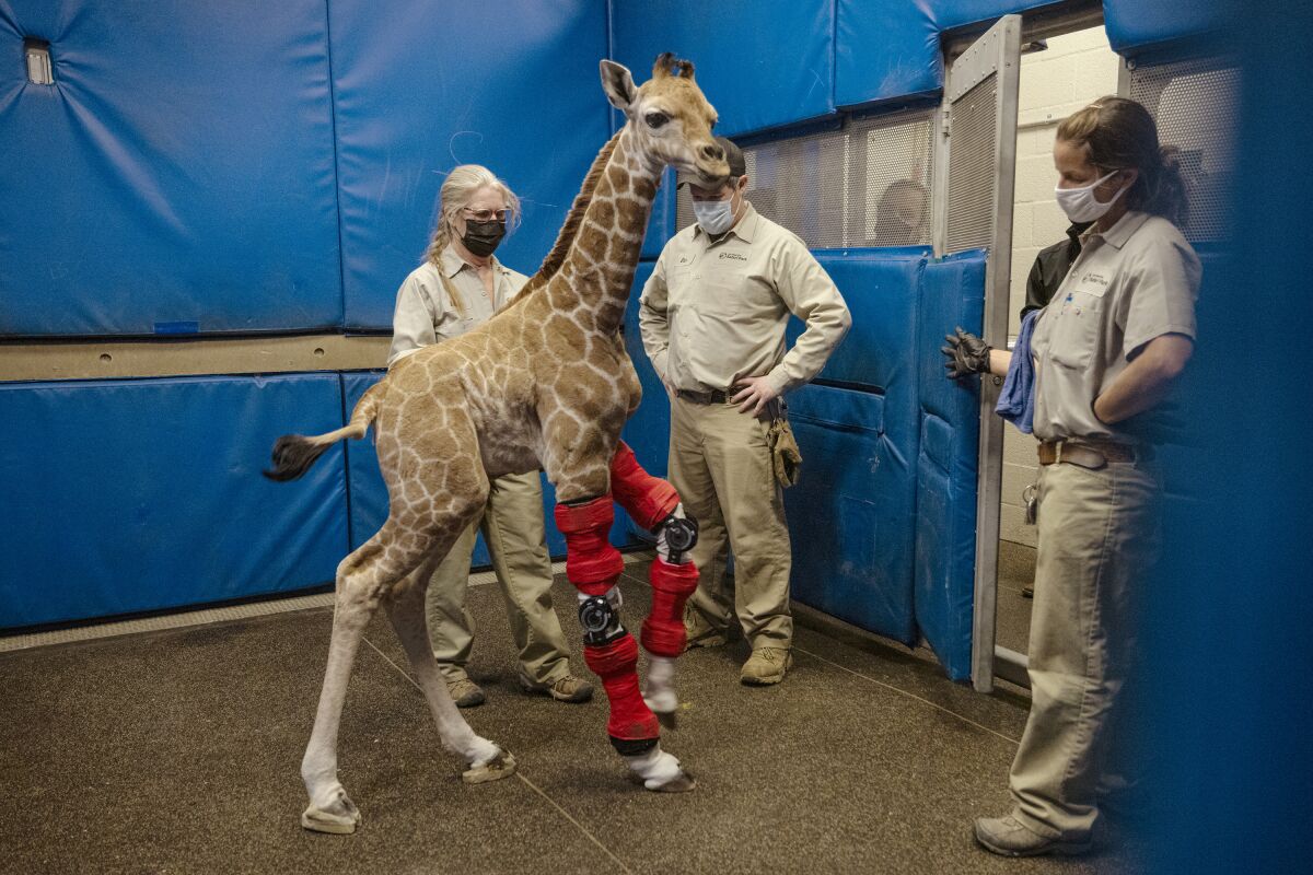This Feb. 10, 2022, image released by the San Diego Zoo Wildlife Alliance shows Msituni, a giraffe calf born with an unusual disorder that caused her legs to bend the wrong way, at the San Diego Zoo Safari Park in Escondido, north of San Diego. (San Diego Zoo Wildlife Alliance via AP)