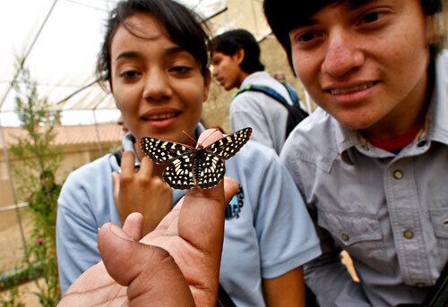 When students from L.A.'s West Adams Preparatory High School received an early morning preview of the new Butterfly Pavilion at Rancho Santa Ana Botanic Garden in Claremont on Wednesday, most of the butterflies were napping.