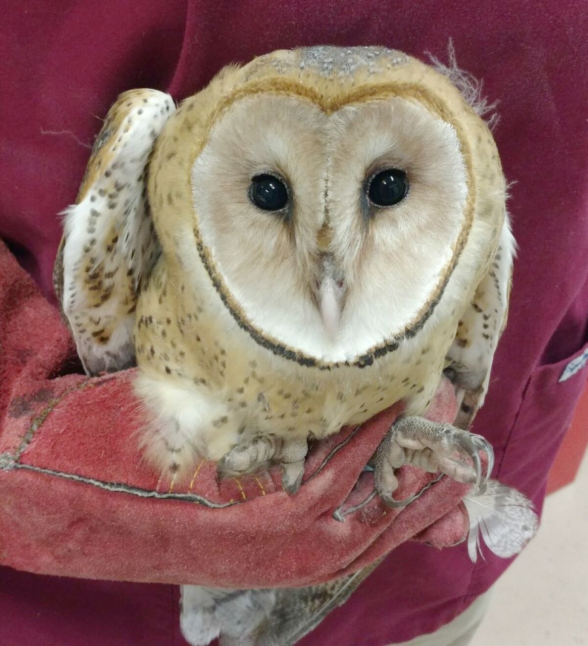 Barn owl patients are among the most common owl species seen at the Wildlife center