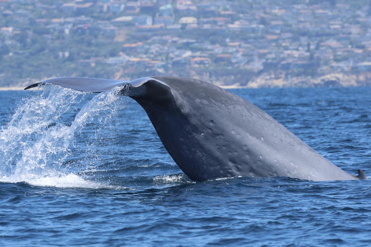 A blue whale was spotted aboard the Ocean Explorer boat off the coast on Wednesday.