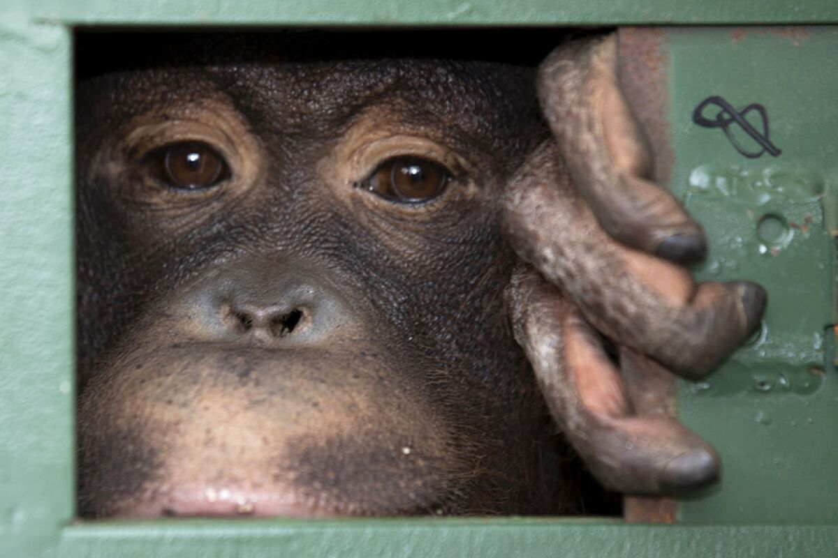 APTOPIX Indonesia Orangutan