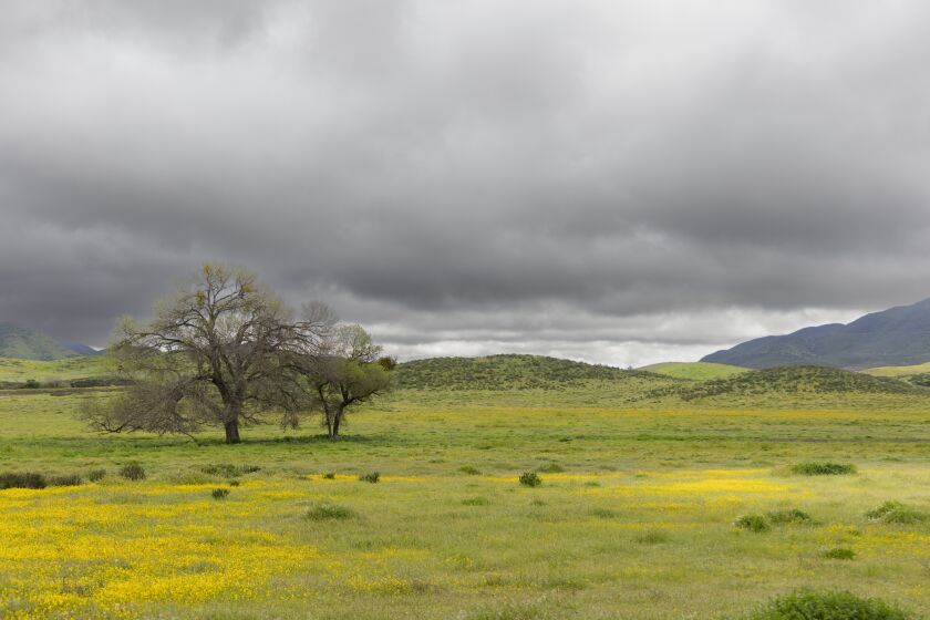 Clouds loom over ranch land in French Valley that has become covered with green and yellow thanks to recent rains Monday, March 20, 2023.