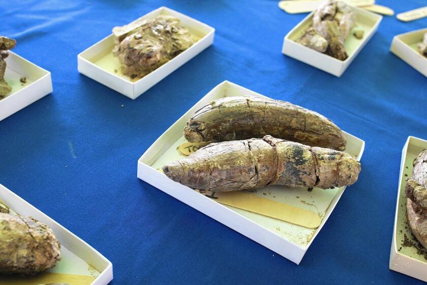 Fossilized teeth from a sperm whale were discovered at the Frank R. Bowerman Landfill in Irvine. The 40-foot whale is believed to have lived 10 million to 12 million years ago.