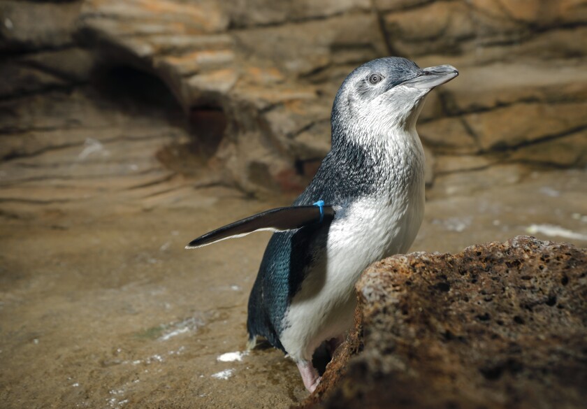 Magic, a blue penguin, walks in the new Beyster Family Little Blue Penguins habitat at the Birch Aquarium.