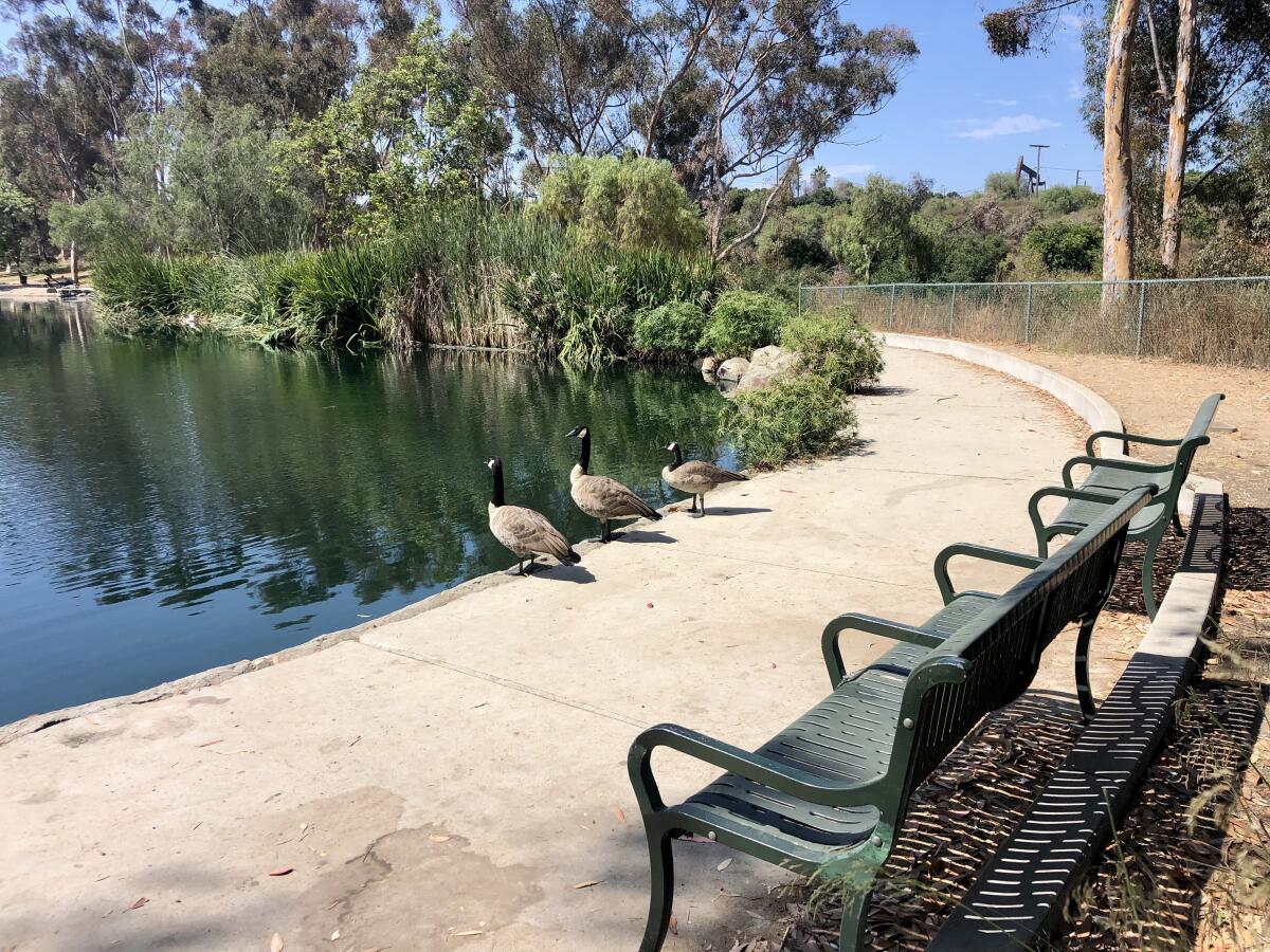 Geese at Gwen Moore Lake in the Westside's Kenneth Hahn State Recreation Area.