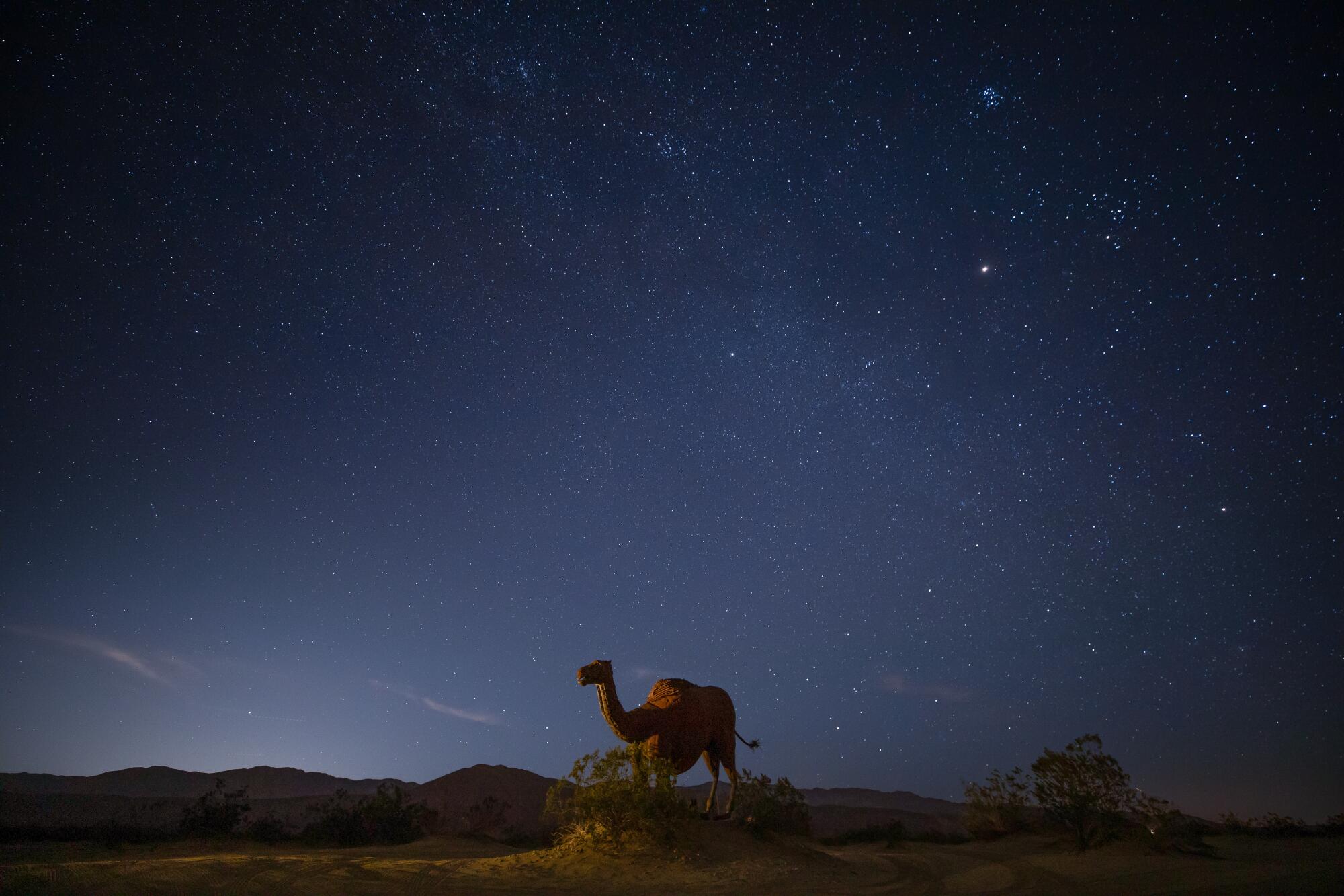 A starry desert sky above a landscape a partially lighted camel statue.