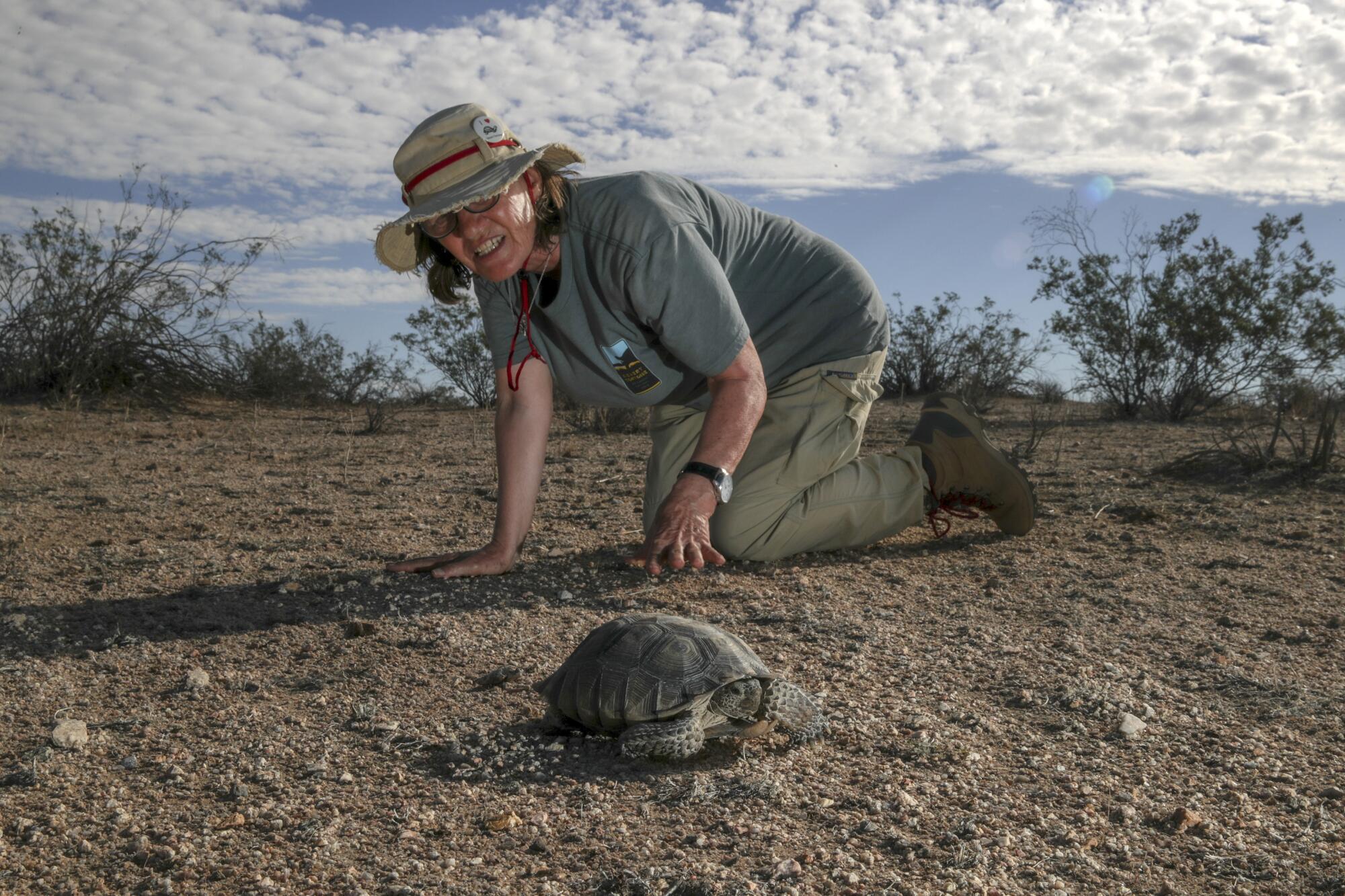 A researcher on hands and knees examines a desert tortoise in the wild.