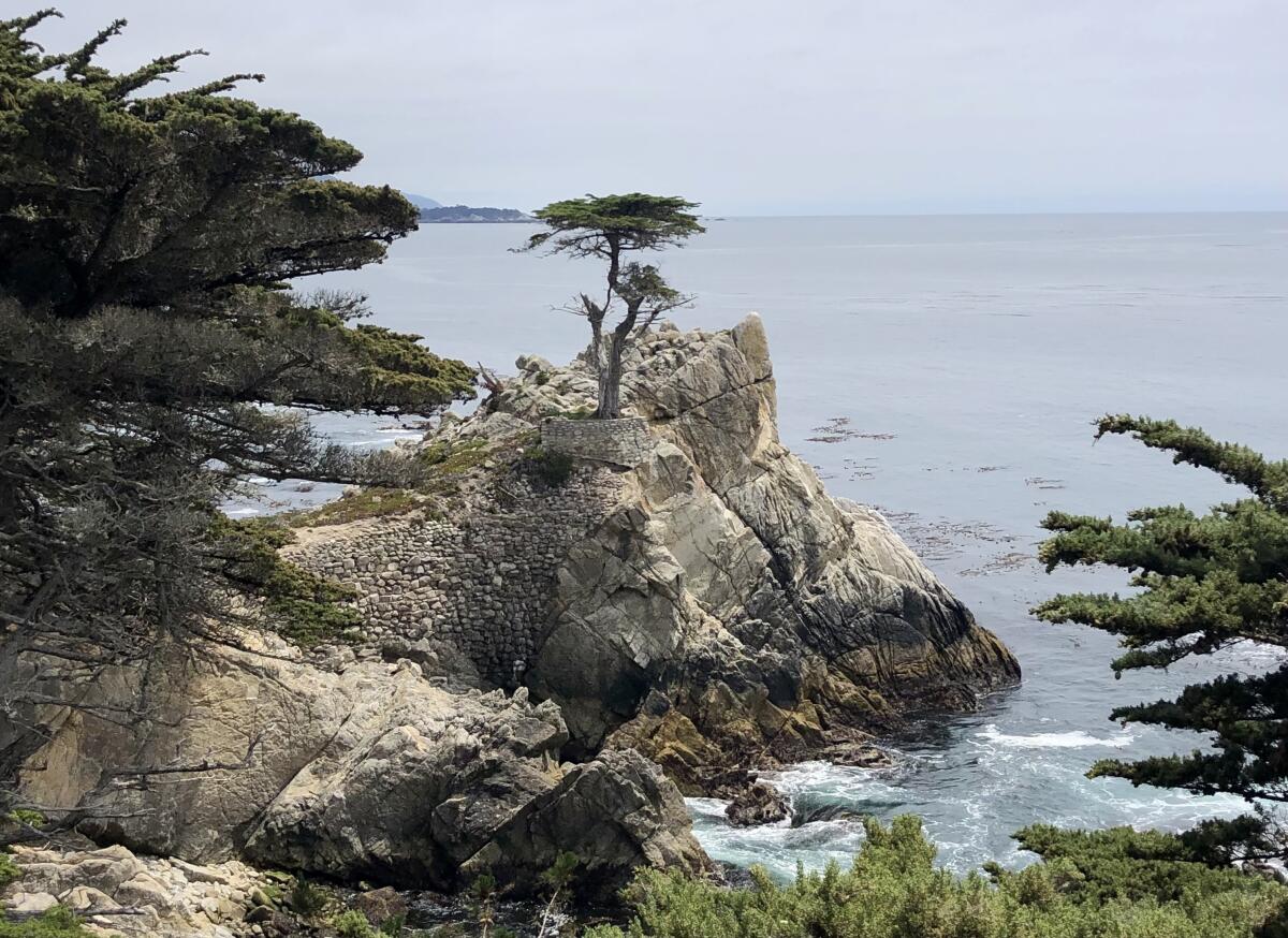 The Lone Cypress along 17-Mile Drive.