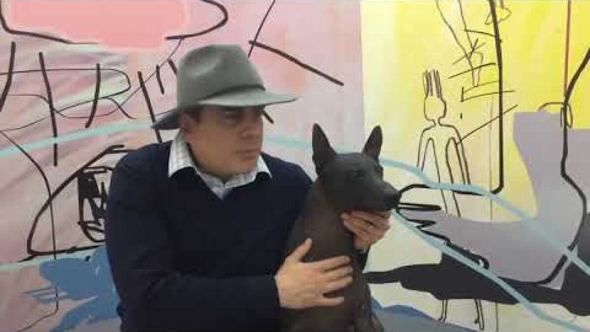 Mexico Is In Love With A 5 000 Hairless Dog That Often Wins Competitions In The Ugliest Category Los Angeles Times