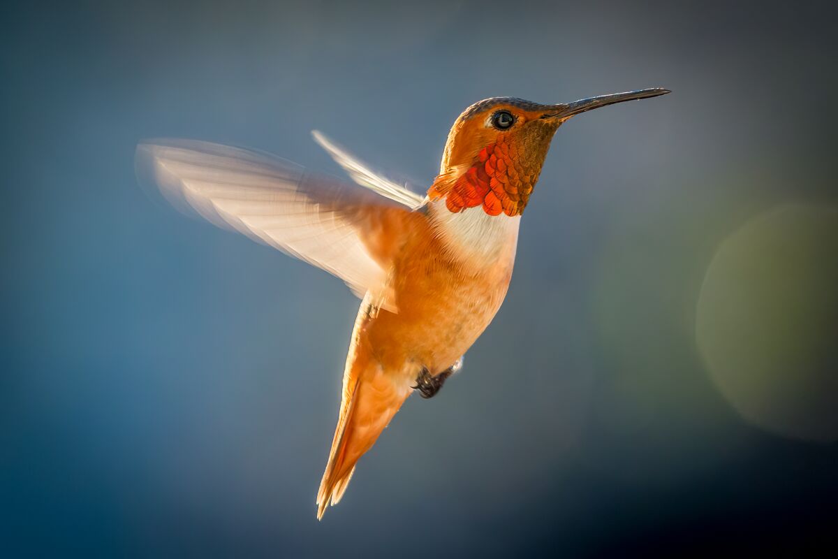 Los colibríes pueden distraerse un poco de los comederos con la abundancia de flores e insectos jóvenes.