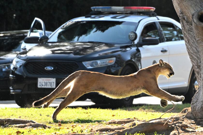 A mountain lion darts from a hiding area in Brentwood, prompting a precautionary lockdown of a nearby elementary school.
