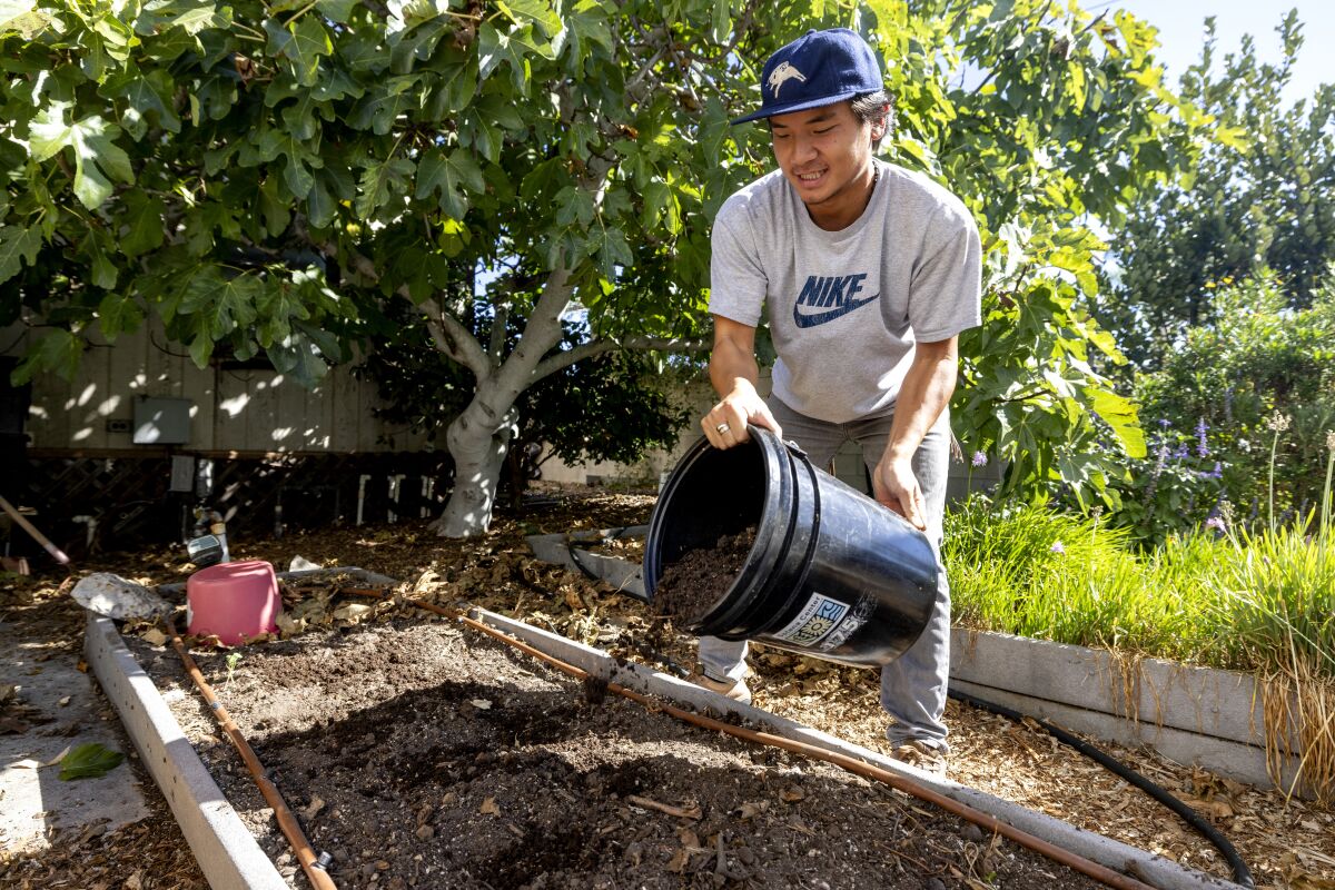 A man puts earthworm compost in a garden box.
