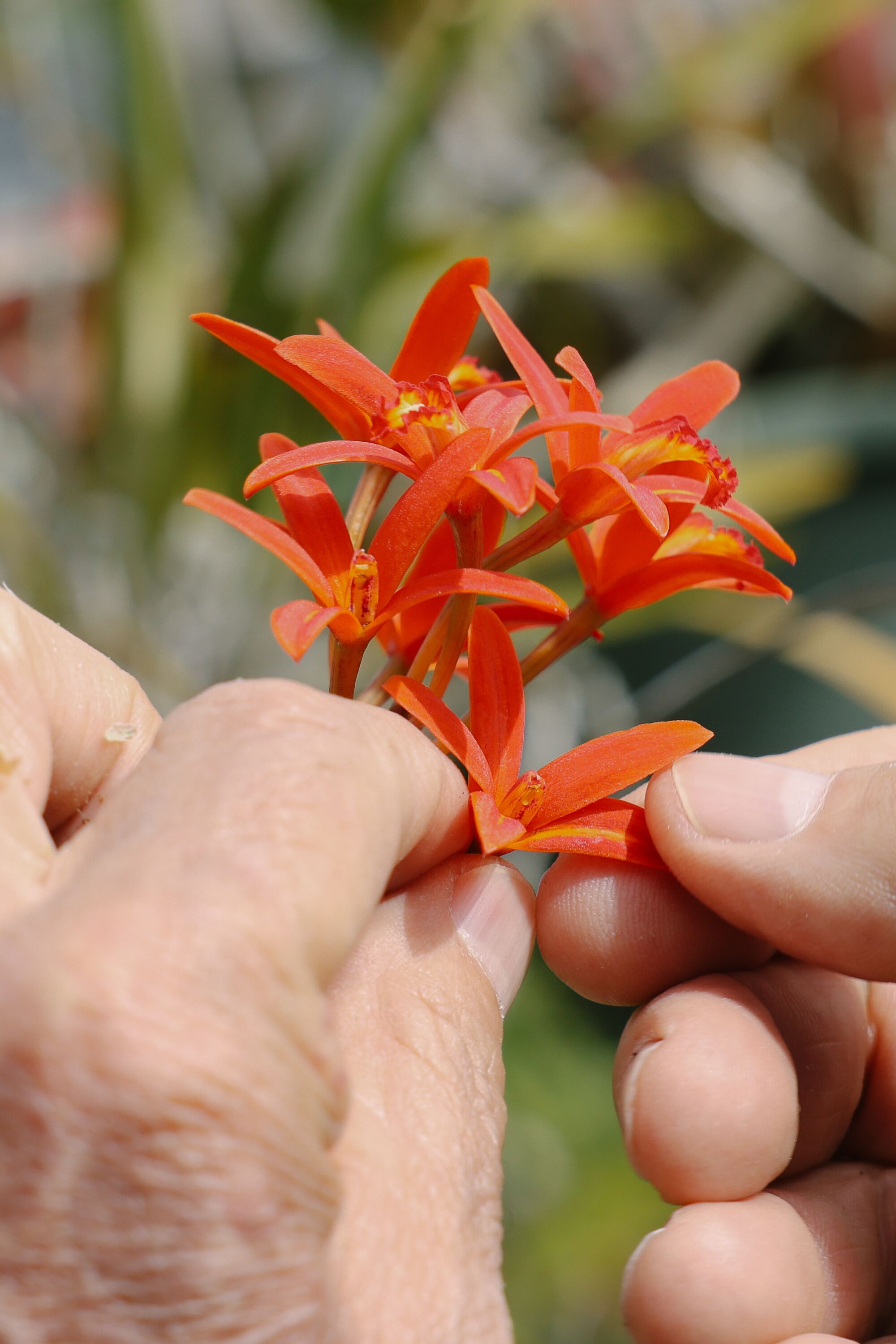 A closeup of a man's finger's thumbing through an orchid