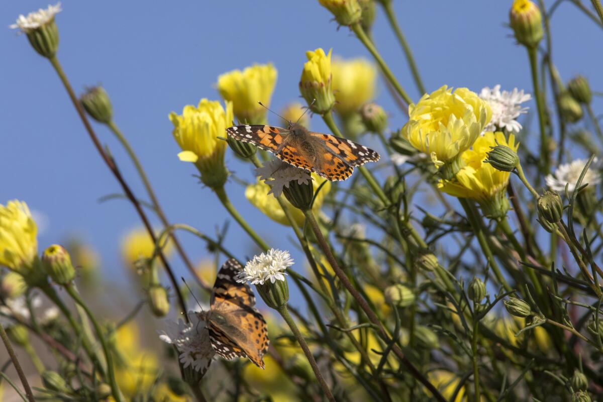 Painted lady butterflies pause to feed on the nectar of California's second “super bloom” in two years during a rare mass migration triggered by recent abundant rainfall on March 9, 2019, near Thousand Palms, Calif.