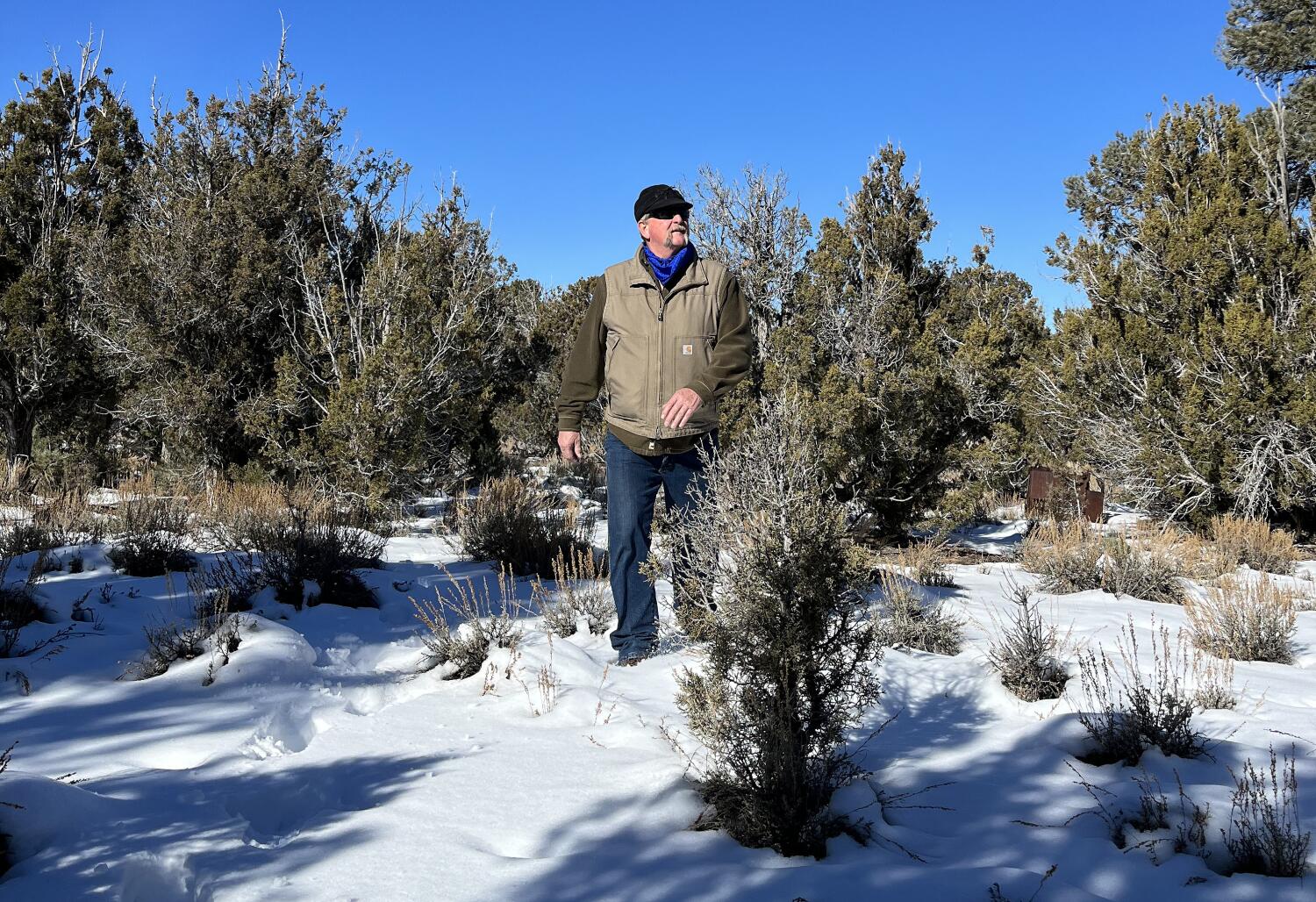 Love them or loathe them, pinyon-juniper woodlands are a growing biofuel battleground