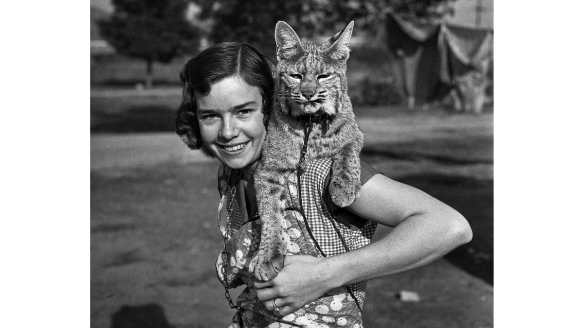 Dec. 9, 1935: Mrs. Mildren Olson with her pet Rocky Mountain lynx Gigi perched on her shoulder.