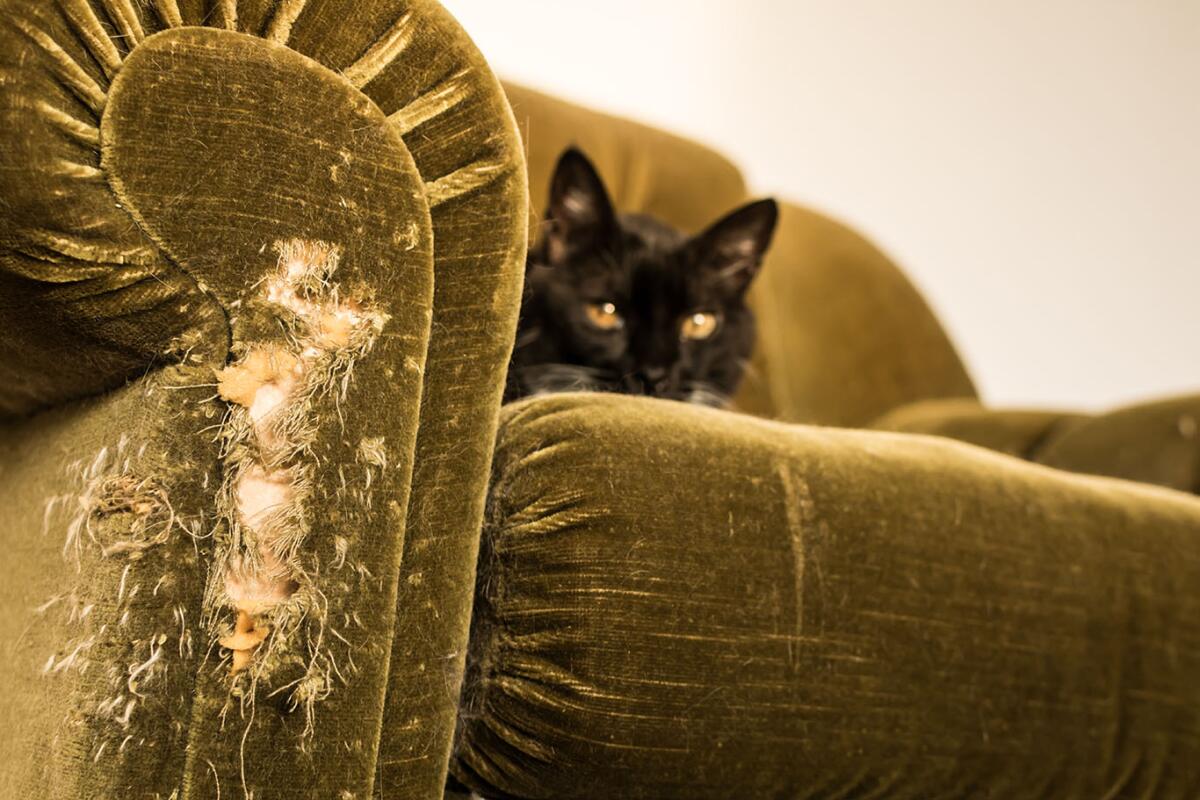 How to Train Cat Not to Scratch Couch: Ultimate Guide